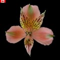 Alstroemeria - Prada (bunch of 10 stems)
